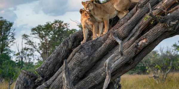 12 Best Places to See Wildlife in Africa for an Unforgettable Safari Experience